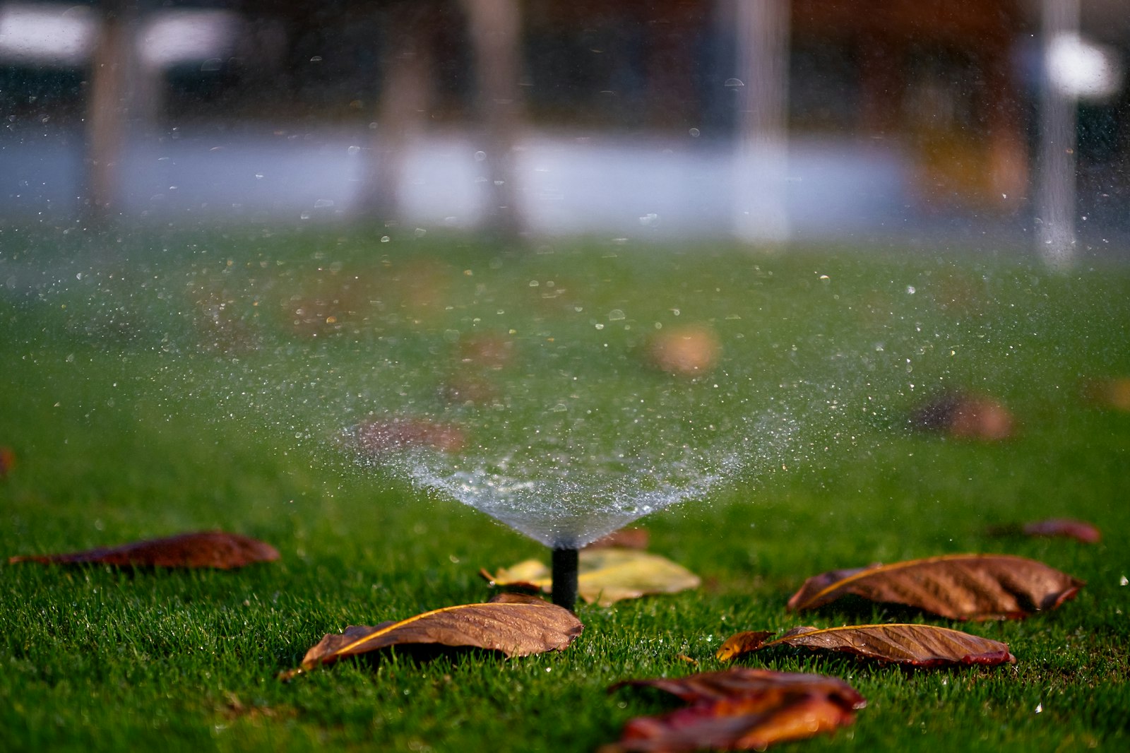 Pop-up sprinkler head watering a lawn